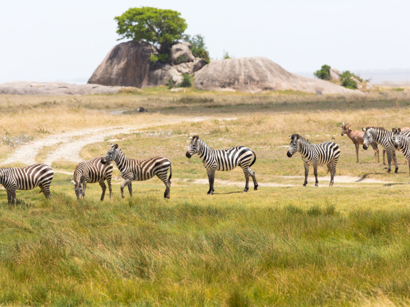 How Many Days Do You Need for a Tanzania Safari