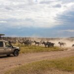 January Tanzania Safaris – Start Your Year with an Unforgettable Adventure