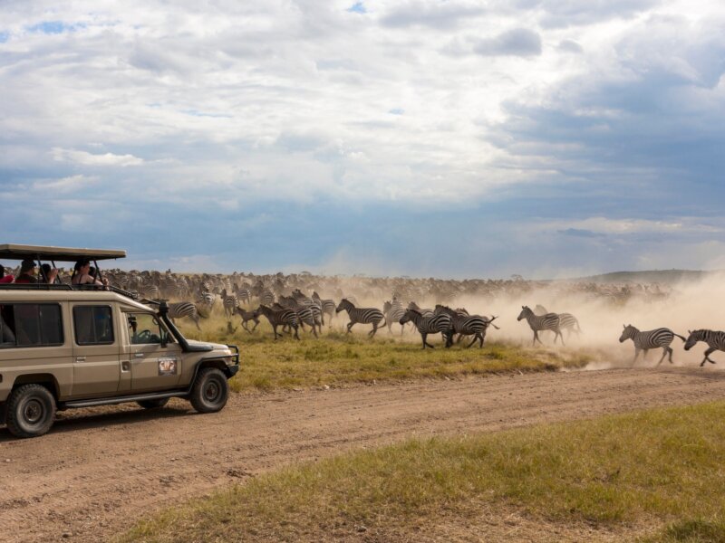 January Tanzania Safaris – Start Your Year with an Unforgettable Adventure