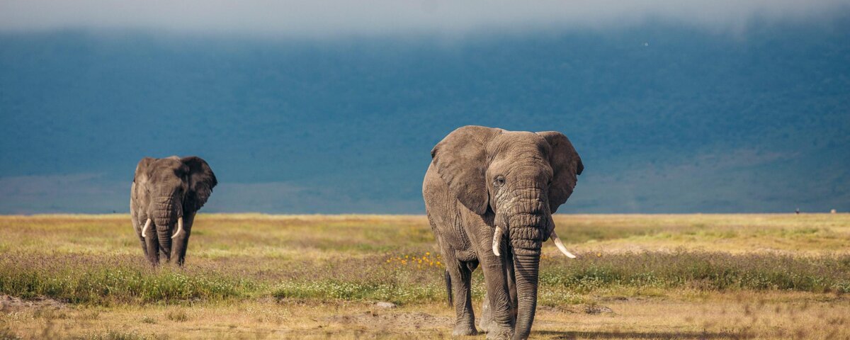 Northern Circuit Tanzania Safaris – Best Wildlife Safari Route in Tanzania