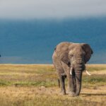 Northern Circuit Tanzania Safaris – Best Wildlife Safari Route in Tanzania