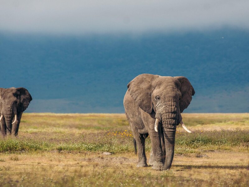 Northern Circuit Tanzania Safaris – Best Wildlife Safari Route in Tanzania