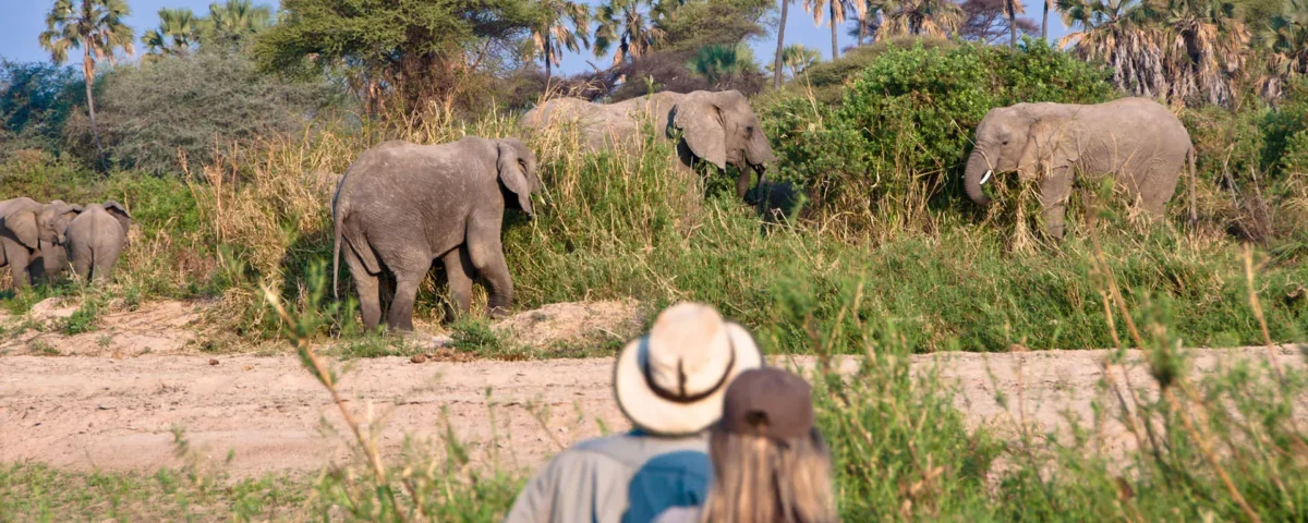 Tanzania Safari for Students
