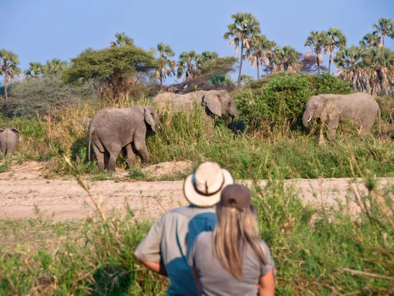 Tanzania Safari for Students