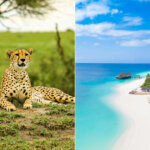 Tanzania Safari from Zanzibar