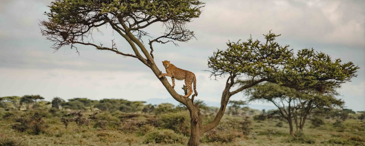 Cross Border Kenya and Tanzania Safaris