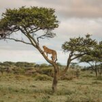 Cross Border Kenya and Tanzania Safaris