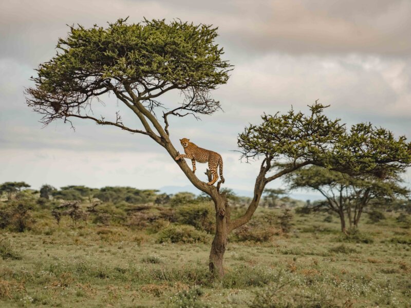 Cross Border Kenya and Tanzania Safaris