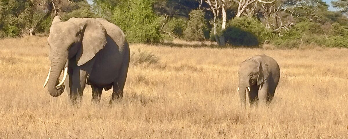 Tanzania Conference and Safari Packages