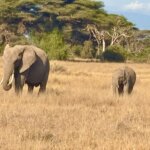 Tanzania Conference and Safari Packages