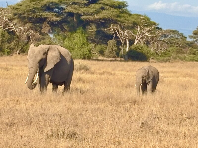 Tanzania Conference and Safari Packages