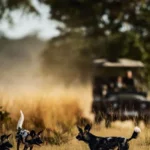 Tanzania Safari with Professional Photographers