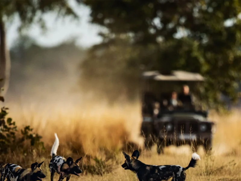Tanzania Safari with Professional Photographers
