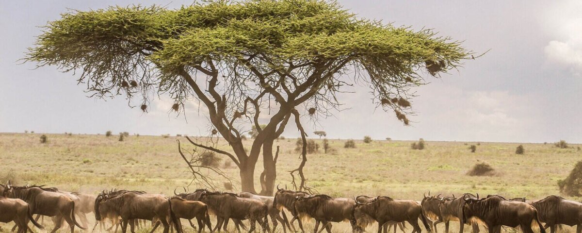 Which Tanzania Safari Is Best for First Timers