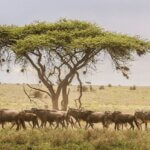 Which Tanzania Safari Is Best for First Timers