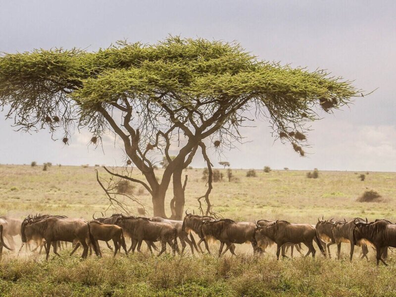 Which Tanzania Safari Is Best for First Timers