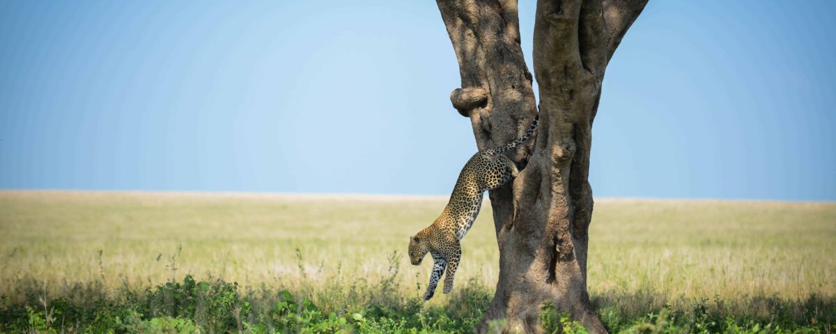 What Is Northern Tanzania Safari