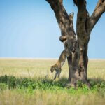 What Is Northern Tanzania Safari