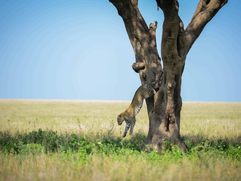 What Is Northern Tanzania Safari