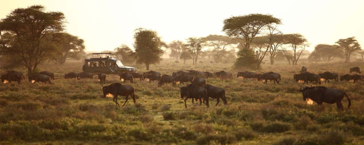 What Are the Best Tanzania Safari Itineraries