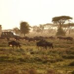 What Are the Best Tanzania Safari Itineraries