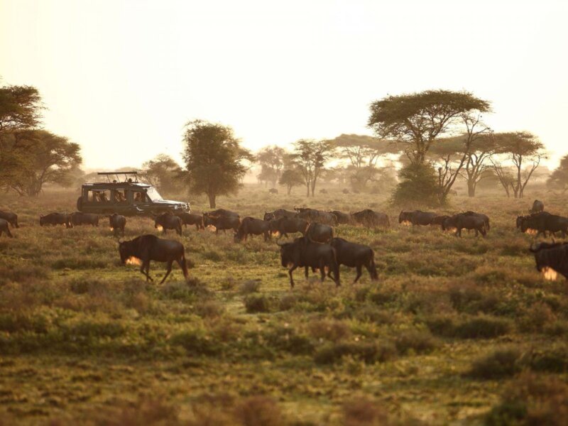 What Are the Best Tanzania Safari Itineraries