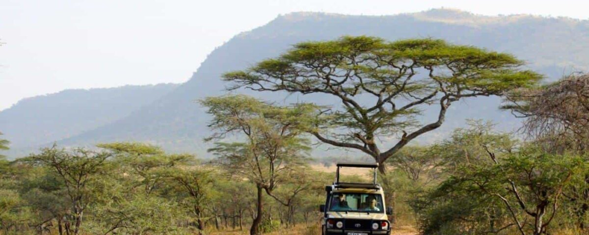 What Is Budget Safari in Tanzania