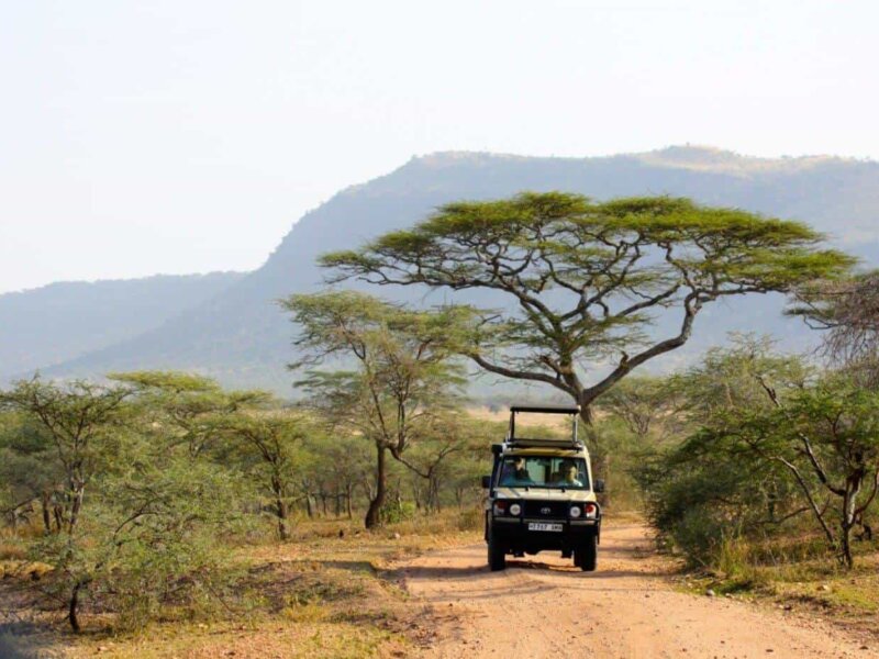 What Is Budget Safari in Tanzania
