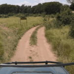 Can I Self Drive in Tanzania National Parks