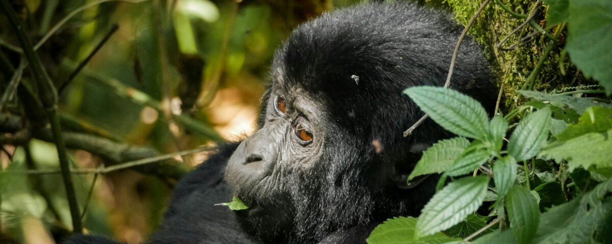 Are Rwanda Safaris expensive