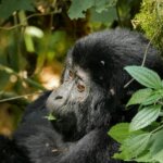 Are Rwanda Safaris expensive