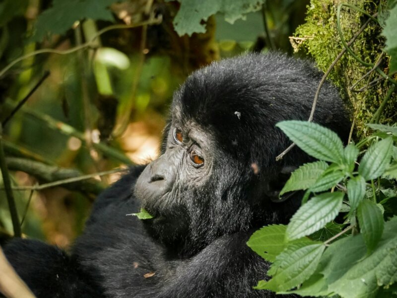 Are Rwanda Safaris expensive