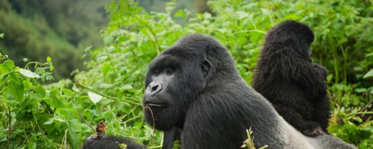 Are Rwanda gorilla permits refundable