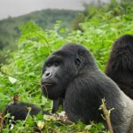 Are Rwanda gorilla permits refundable