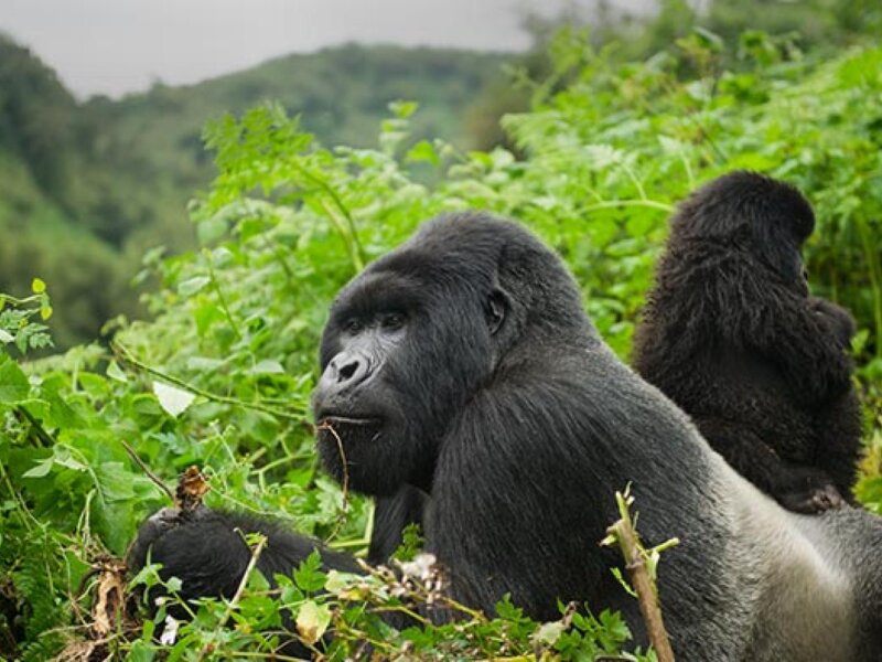 Are Rwanda gorilla permits refundable