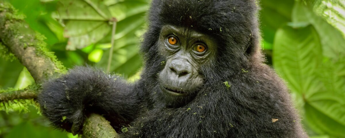 Are There Budget Gorilla Trekking Tours in Rwanda
