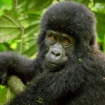 Are There Budget Gorilla Trekking Tours in Rwanda