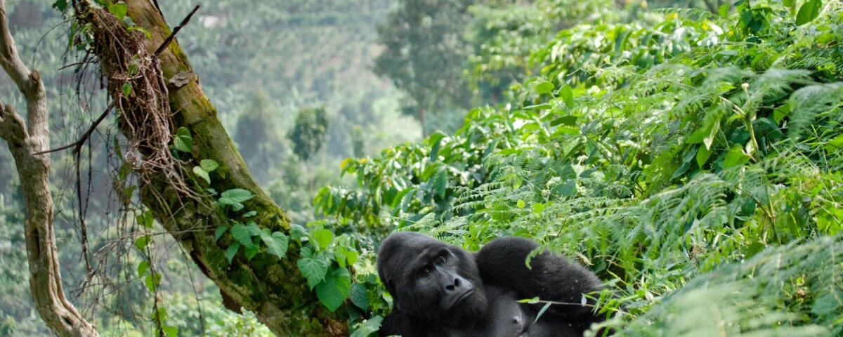 Can Children Go Gorilla Trekking in Rwanda