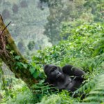 Can Children Go Gorilla Trekking in Rwanda