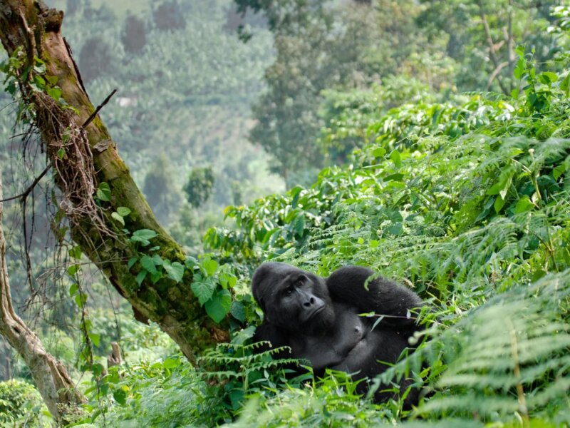 Can Children Go Gorilla Trekking in Rwanda