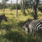 Can I Combine Rwanda and Uganda Safaris