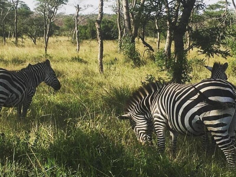Can I Combine Rwanda and Uganda Safaris