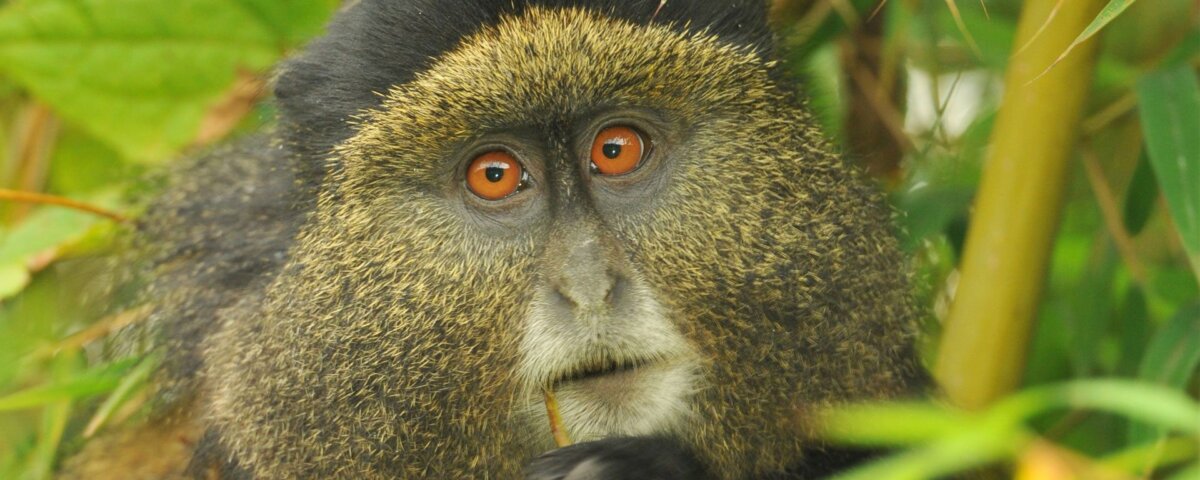 Can I See Golden Monkeys in Rwanda