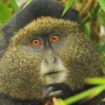 Can I See Golden Monkeys in Rwanda