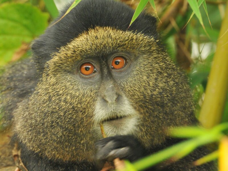 Can I See Golden Monkeys in Rwanda