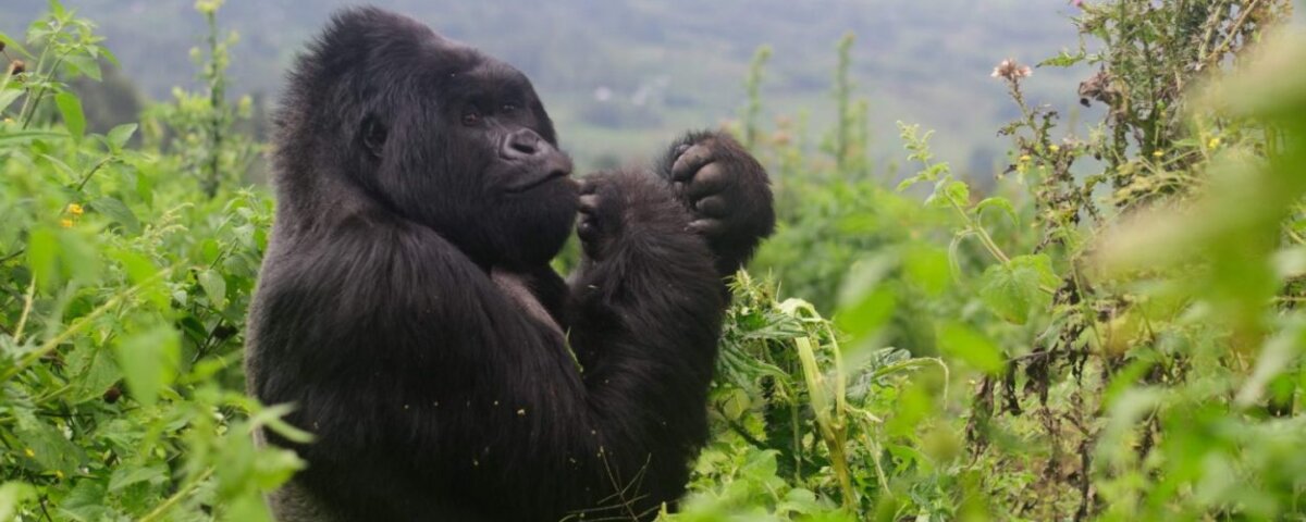 Can I combine Rwanda gorilla trekking with a wildlife Safari