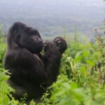 Can I combine Rwanda gorilla trekking with a wildlife Safari