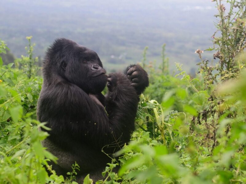 Can I combine Rwanda gorilla trekking with a wildlife Safari