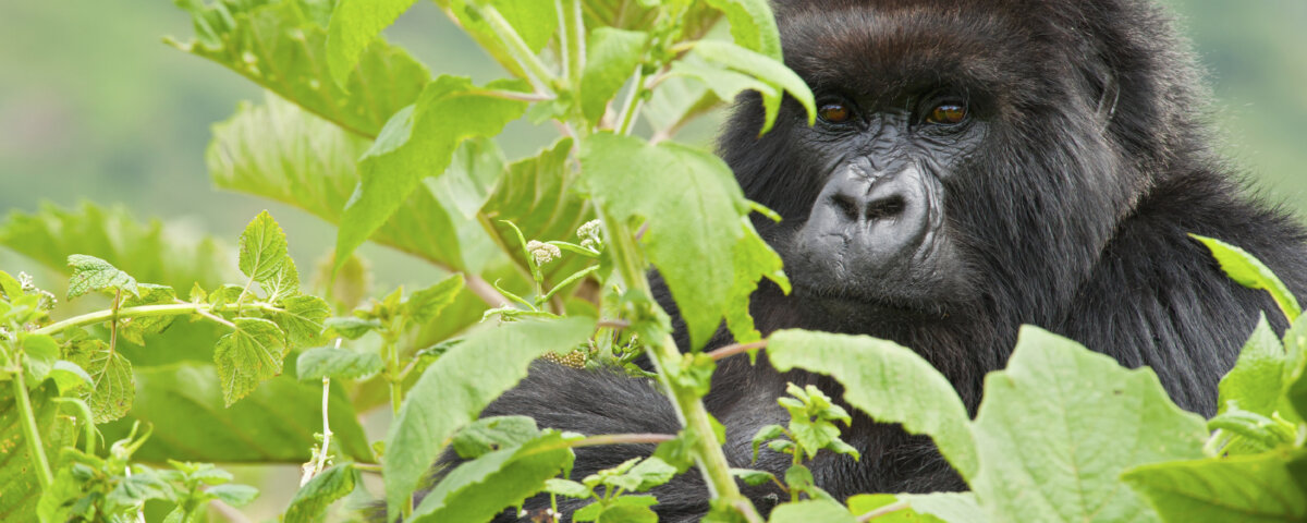 Can I combine gorilla trekking and wildlife safari