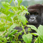 Can I combine gorilla trekking and wildlife safari